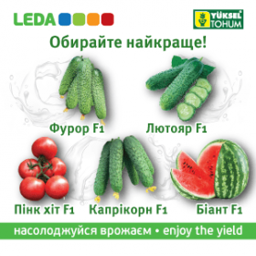 Баннер Yuksel seeds