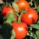 Насіння помідорів та томатів