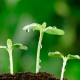 Стимулятори росту рослин