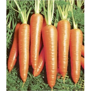 Насіння моркви Віта Лонга (50 г) Bejo