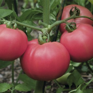 Торбей F1 (1000 нас.) насіння томату Bejo