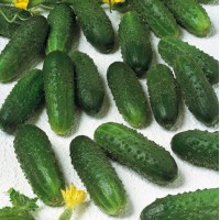 Маринда F1 (1000 сем.) семена огурца Semenis