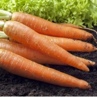 Каротан (50 г) семена моркови Rijk Zwaan