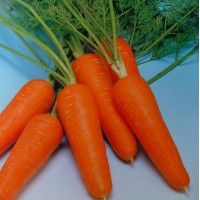 Курода Шантане (500 г) семена моркови Sakata
