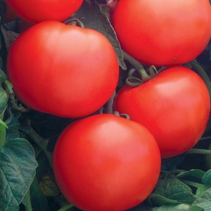 Дебют F1 (1000 нас.) насіння томату Semenis