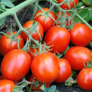 Перфектпіл F1 (1000 нас.) насіння томату Seminis 