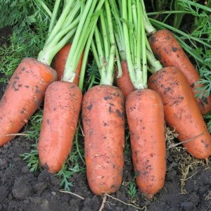 Абако F1 (200 000 нас.) фр. 1,6-1,8 насіння моркви Semenis