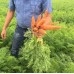 Абако F1 (200 000 сем.) фр. 2,2-2,4 семена моркови Semenis