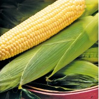 Бостон F1 (100 000 сем.) семена кукурузы сладкой Syngenta
