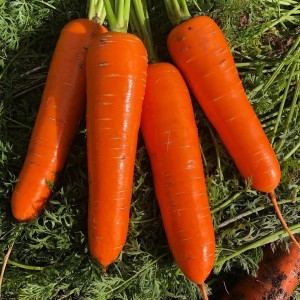 Шантане Ред Коред (500 г) семена моркови Lark Seeds