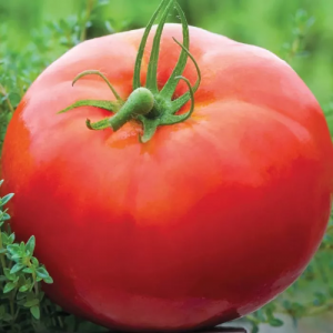 Санька (5 г) насіння томату Елітний Ряд