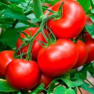 Волгоградський F1 (5 г) насіння томату Елітний Ряд