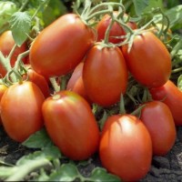 Ріо Фуего (500 г) насіння томату Lark Seeds
