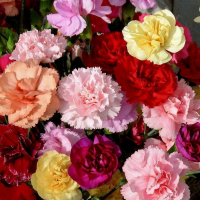 Гвоздика махровая Лилипот F1 / Lillipot F1 (50 сем.) семена цветов Sakata Flowers Гвоздика махровая Лилипот F1 / Lillipot F1 (50 сем.) семена цветов Sakata Flowers