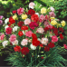 Гвоздика махровая Лилипот F1 / Lillipot F1 (1000 сем.) семена цветов Sakata Flowers Гвоздика махровая Лилипот F1 / Lillipot F1 (1000 сем.) семена цветов Sakata Flowers