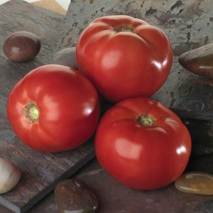 Белла Роса F1 (1000 нас.) насіння томату Sakata