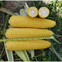 Добрыня F1 (2500 сем.) семена кукурузы сладкой Lark Seeds
