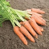 Карини (50 г) семена моркови Bejo