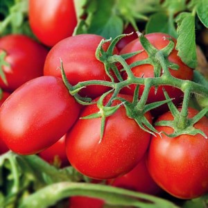 Адванс F1, (25 000 нас.) насіння томату Nunhems