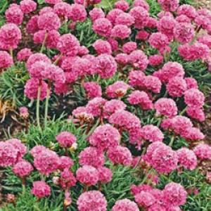 Семена цветов Армерия приморская Армада / Armada (1000 сем.) Syngenta Flowers