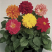 Георгина Фреско / Fresco (1000 др.) семена цветов Syngenta Flowers
