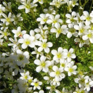 Семена цветов Камнеломка Арендса Хайлендер / Highlander (1000 сем.) Syngenta