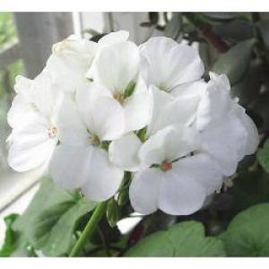 Семена цветов Пеларгония садовая Ринго F1 / Ringo F1 (1000 др.) Syngenta