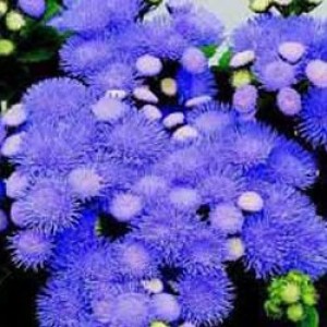 Насіння квітів Агератум хоустона Тайкун / Tycoon (1000 др.) Syngenta Flowers