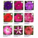 Петуния мелкоцветная Пикобелла F1 / Picobella F1, 200 др. (Syngenta Flowers) Петуния мелкоцветная Пикобелла F1 / Picobella F1, 200 др. (Syngenta Flowers)