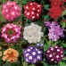 Вербена Обсешен / Obsession, (1000 др.) семена цветов Syngenta Flowers