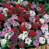 Вербена Обсешен / Obsession, (1000 сем.) семена цветов Syngenta Flowers