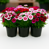 Гвоздика бородатая Барбарини F1 / Barbarini F1 (100 нас.) семена цветов Syngenta Flowers Гвоздика бородатая Барбарини F1 / Barbarini F1 (100 нас.) семена цветов Syngenta Flowers