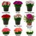 Гвоздика бородатая Барбарини F1 / Barbarini F1 (1000 нас.) семена цветов Syngenta Flowers Гвоздика бородатая Барбарини F1 / Barbarini F1 (1000 нас.) семена цветов Syngenta Flowers