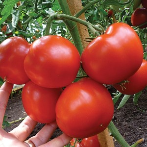 Гравітет F1 (500 нас.) насіння томату Syngenta