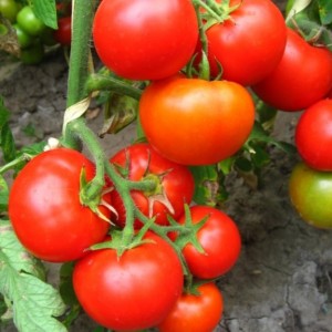 Куманьок F1 (1 г) насіння томату Елітний Ряд