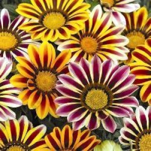 Семена цветов Газания Биг Кисс / Big Kiss (1000 сем.) Syngenta Flowers