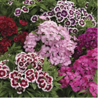 Гвоздика бородатая Диабунда F1 / Diabunda F1 (100 др.) семена цветов Syngenta Flowers Гвоздика бородатая Диабунда F1 / Diabunda F1 (100 др.) семена цветов Syngenta Flowers