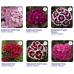 Гвоздика бородатая Диабунда F1 / Diabunda F1 (1000 др.) семена цветов Syngenta Flowers