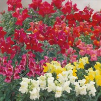Антиринум (Львиный зев) Флора Шоуэрс F1/Floral Showers F1, (100 сем.) Sakata Flowers 