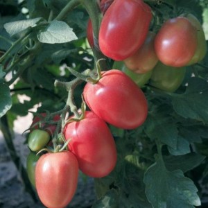 Новичок розовый (1 г) семена томата Элитный Ряд