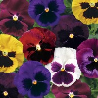 Виола витрокка Колоссус F1 / Colossus F1 (1000 сем.) семена цветов Syngenta Flowers