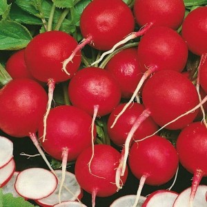 Сакса, (250 г) насіння редиски Satimex