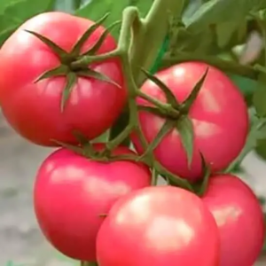 Загадка рожева (5 г) насіння томату Елітний ряд
