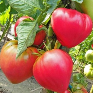 Абаканский розовый (1 г) семена томата Элитный ряд