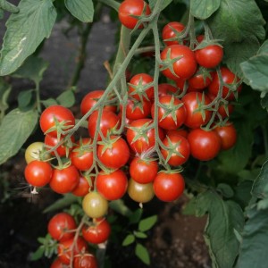 Барбарис F1 (1 г) семена томата Элитный ряд