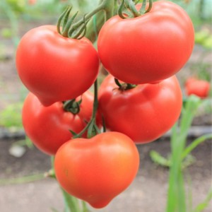 Белфорт F1 (500 нас.) насіння томату Enza Zaden