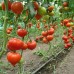 Белфорт F1 (500 нас.) насіння томату Enza Zaden