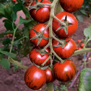 Семена томата Тайгер F1 (100 сем.), Yuksel Seeds