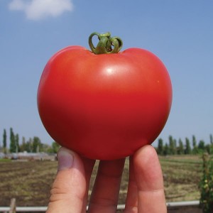 Акела F1 (1000 нас.) насіння томату Clause