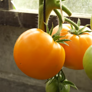 Апельсин F1 (1 г) насіння томату Елітний Ряд